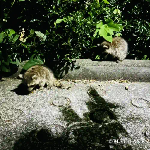 6月中旬～下旬のダイジェスト釣果11