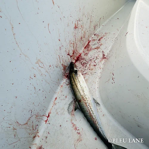 13:00～「サワラ便」4