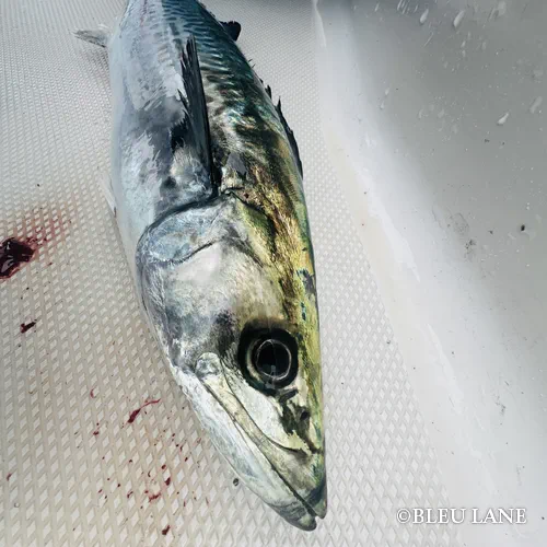 神奈川 釣り船2