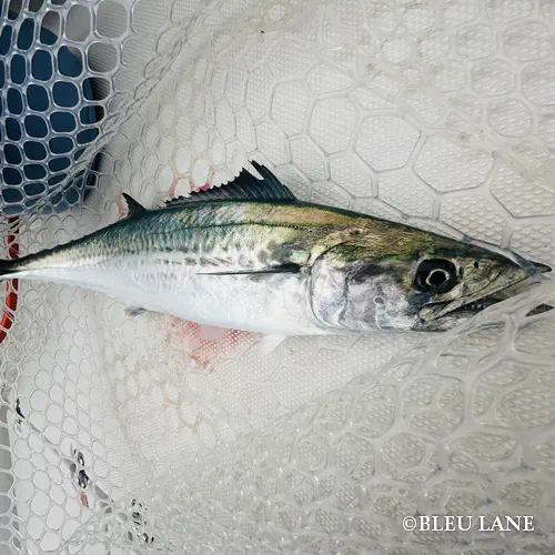 神奈川 釣り船3