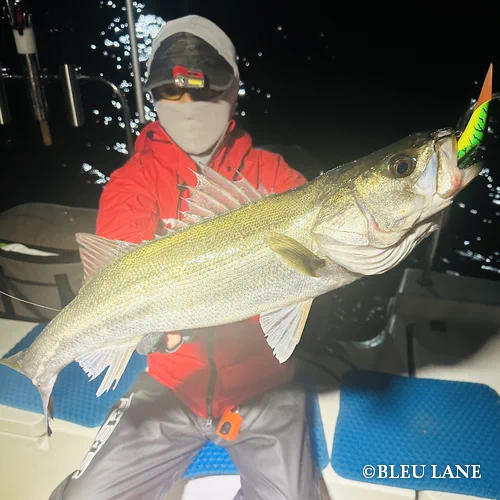 ビッグベイト シーバス6