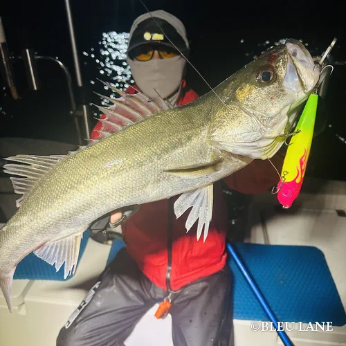 ビッグベイト シーバス12