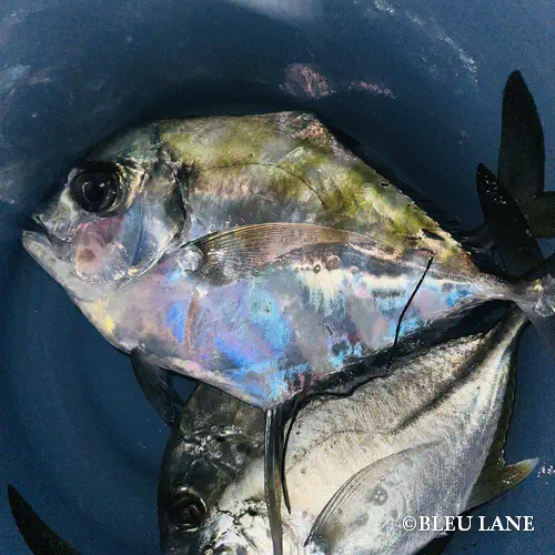 20:00～「メッキ便」1