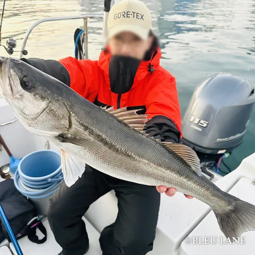 横浜　ボートシーバス