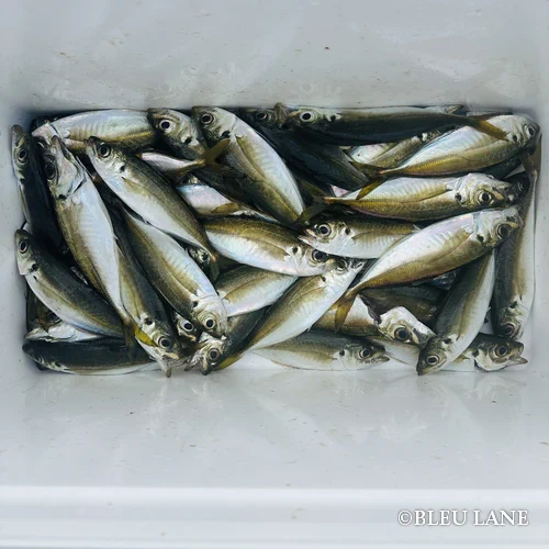 東京湾 ボートシーバス4