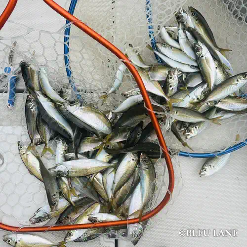 横浜　アジ釣り4