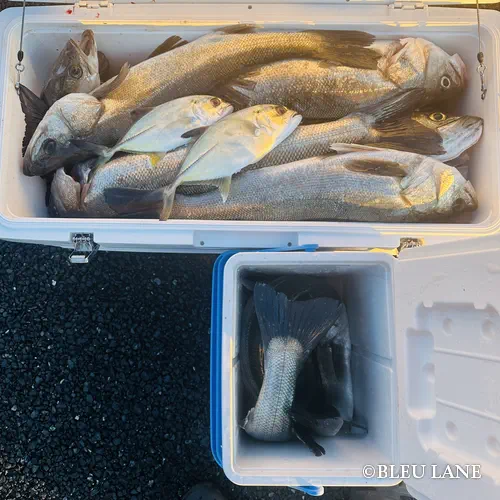 横浜 ボートシーバス3