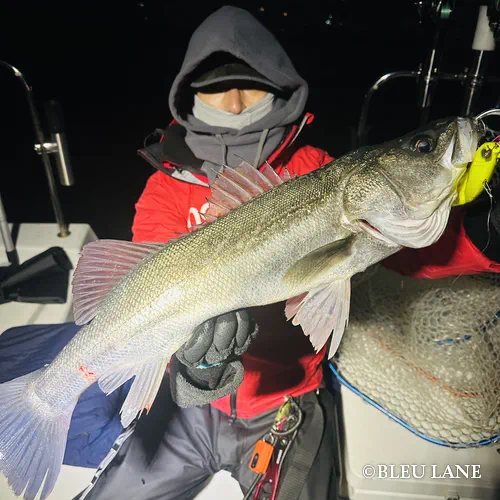 17:00～「シーバス乗合便」12