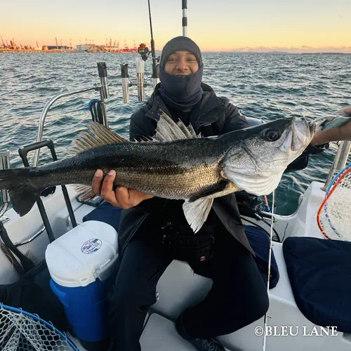 16:00～「シーバス・カサゴ便」23