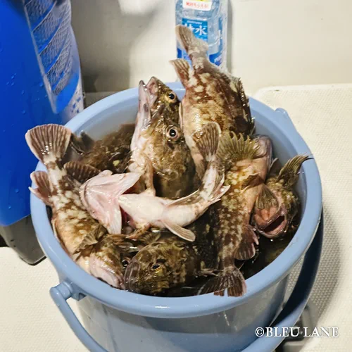 16:00~「シーバス・カサゴ便」4