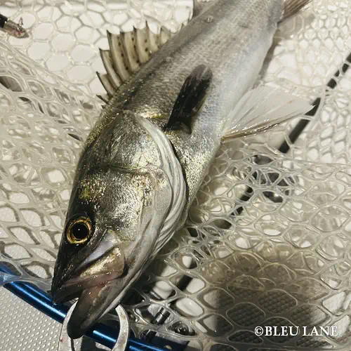 18:00～「シーバス便」2