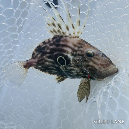 6:00～「五目便」1