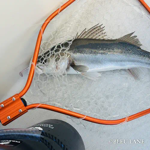 3:30～「ビッグベイトシーバス便」2