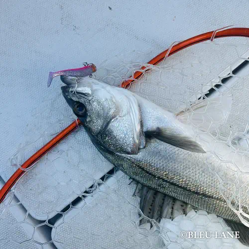 3:30～「ビッグベイトシーバス便」5