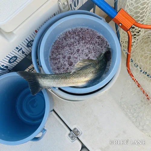 5:30～「シーバス便」1