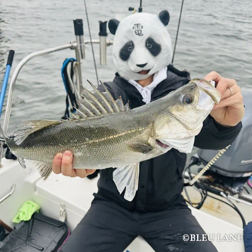 16:00~「ビッグベイトシーバス便」4