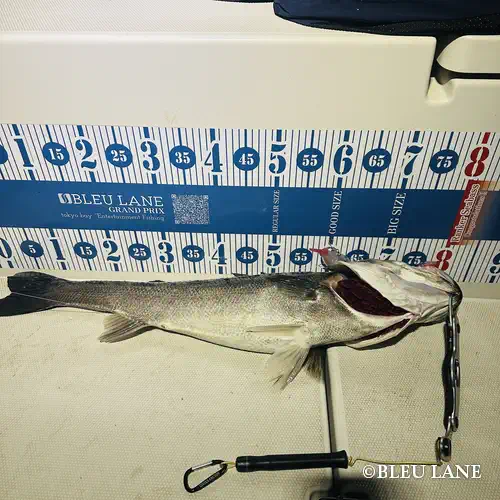 16:00~「ビッグベイトシーバス便」6