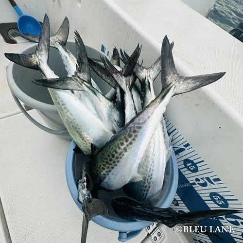 11:00～「サワラ便」26