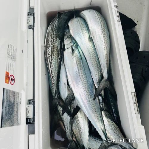 11:00～「サワラ便」6