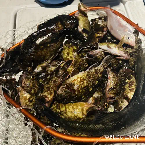 16:00～「カサゴ五目便」5