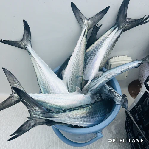 11:00～「サワラ便」2