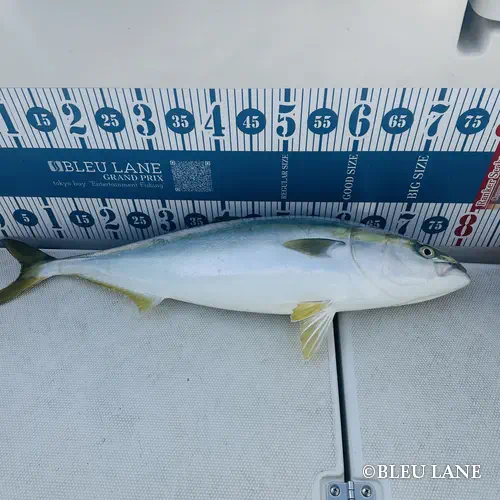 11:00～「サワラ便」7