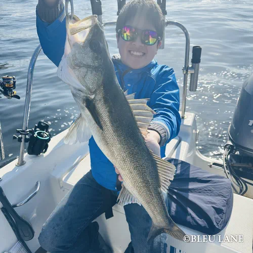 13:00~「シーバス便」26