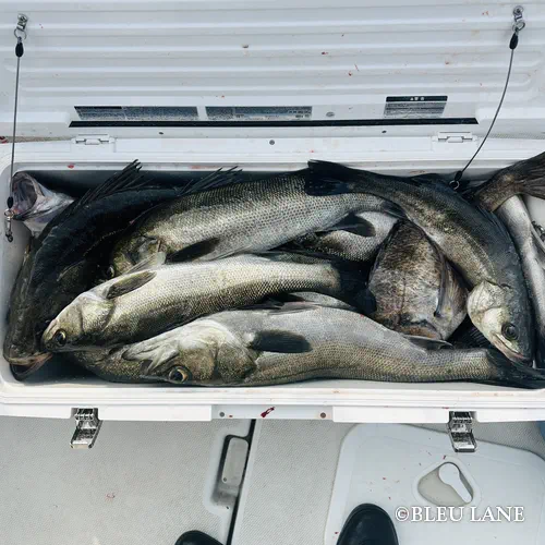 4:00~「シーバス便」6