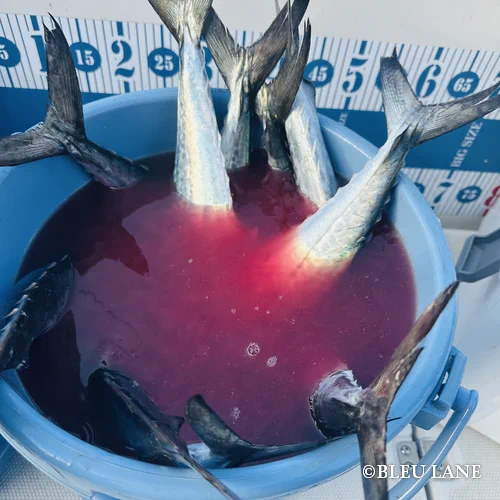 12:30～「サワラ便」1