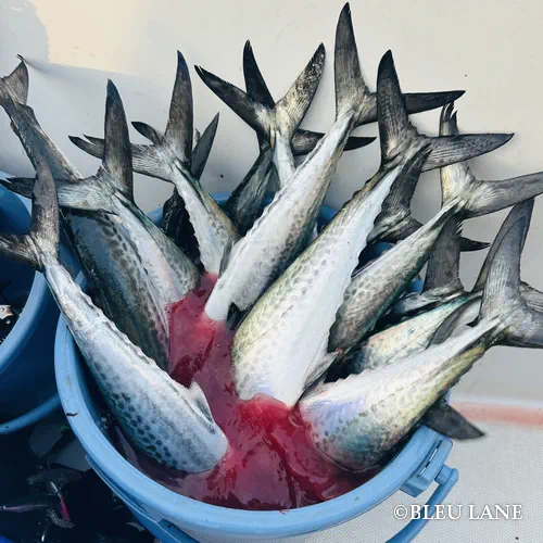 12:30～「サワラ・シーバス便」15