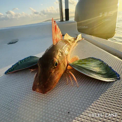 21:00～「ライトゲーム便」23