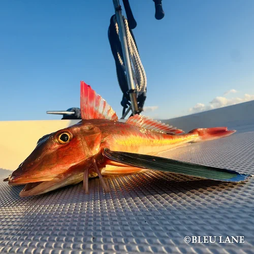 12:30~「サワラ便」1