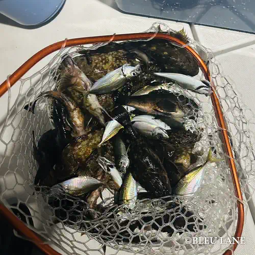 17:00～「五目便」3