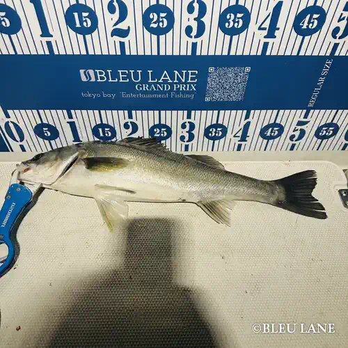 17:00～「五目便」5