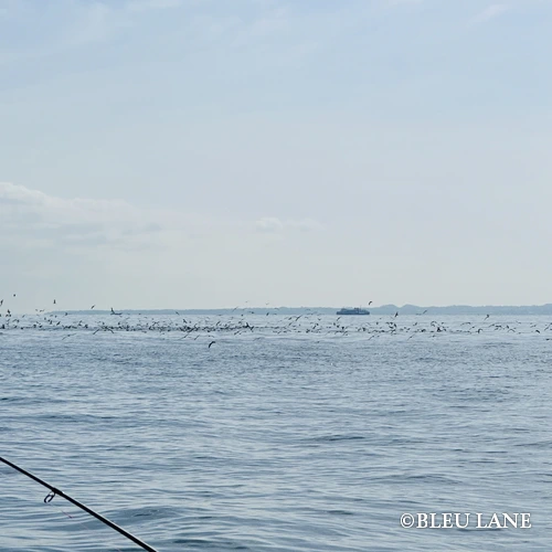 12:30～「青物乗合便」1