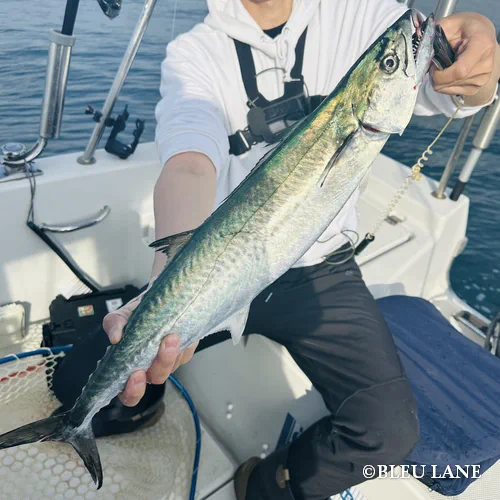 12:30～「青物乗合便」3