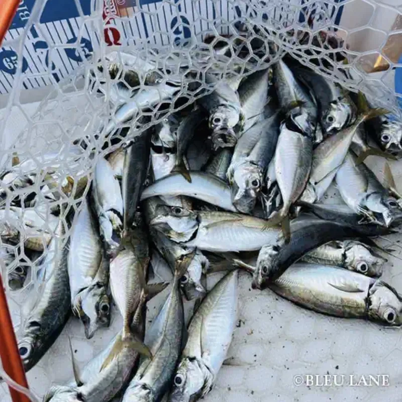 A varied catch from Tokyo Bay