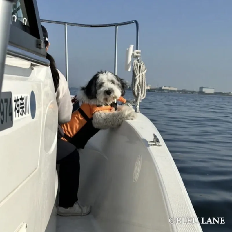 A dog enjoying a day aboard BLEU LANE